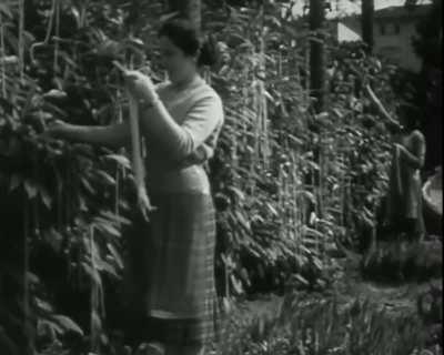 On April Fools Day 1957, the BCC broadcasted: The Spaghetti tree hoax.