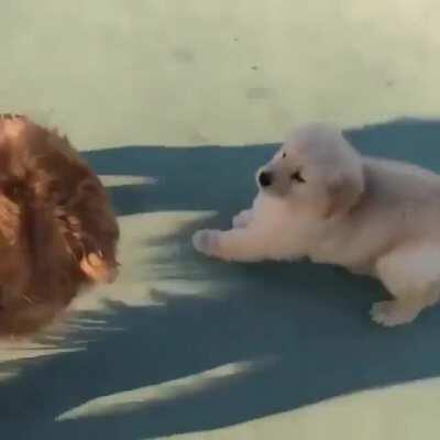 Senior dog meets a puppy and starts to feel like a kid again.