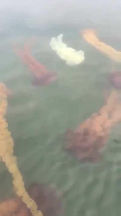 🔥 No swimming today -Jellyfish