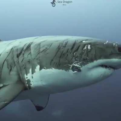 🔥 A battered shark covered in scars and wounds seen off the coast of Australia in 2021