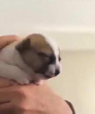 Puppy taking medicine for the first time