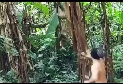 Guy falls a tree by punching it