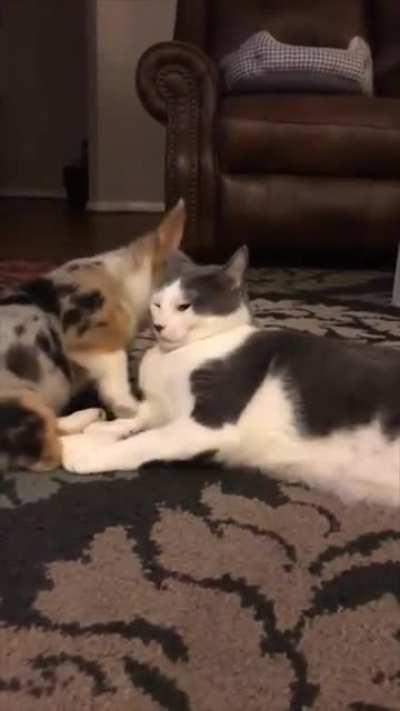 Puppy going around cat to find a cozy spot