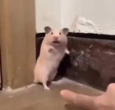 Startled hamster