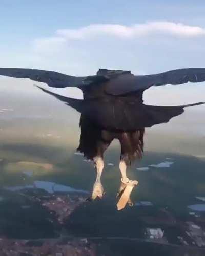 🔥 Black Vulture takes a short break high up in the air with a Paraglider...