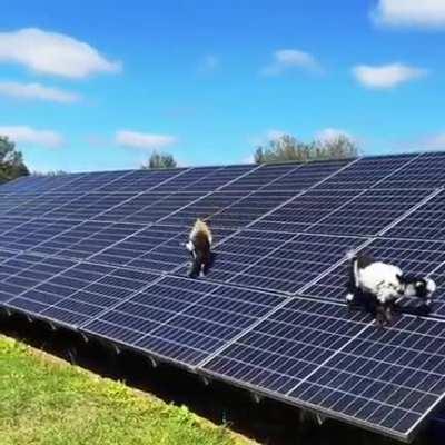 These solar panels are goat approved