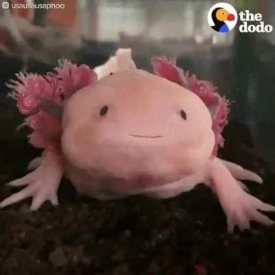 Axolotls (AKA Water Monster)