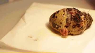 Guy buys Quail eggs from a supermarket and manages to get one to hatch