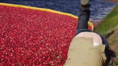 WCGW picking some cranberries