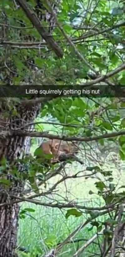 Just a Squirrel getting his nut