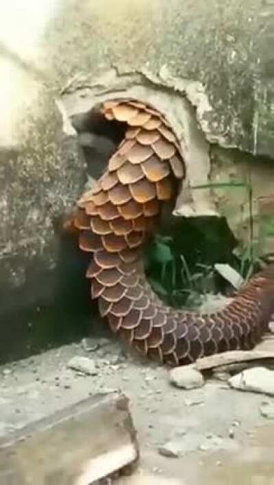 Pangolins are crazy looking and very powerful diggers.