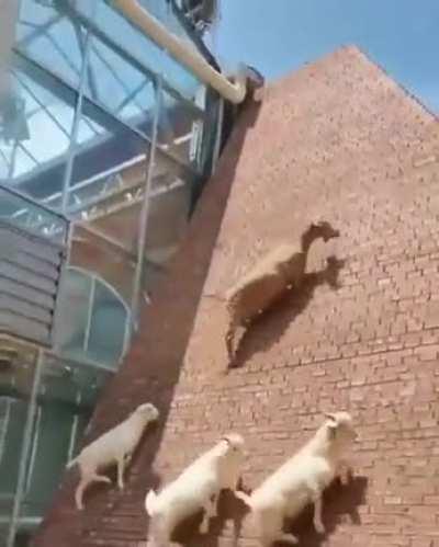 Mountain goats can climb in really steep cliffs like it's nothing