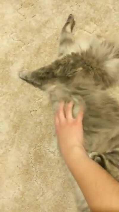 Morgana, our shy kitty, loves the belly rubs