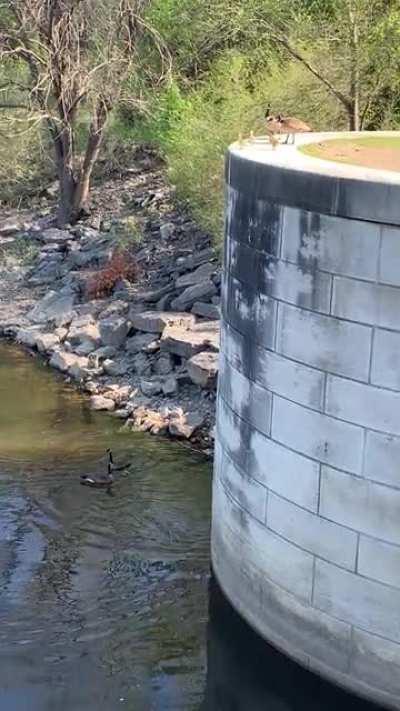 Baby Canadian Geese Cannonball to reunite with Parents at the Parliament Locks