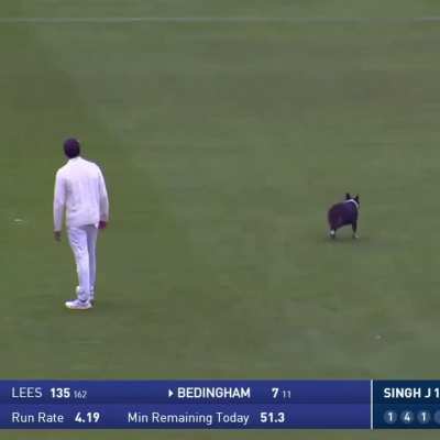 Dog stops play in the County match between Durham &amp;amp; Kent 