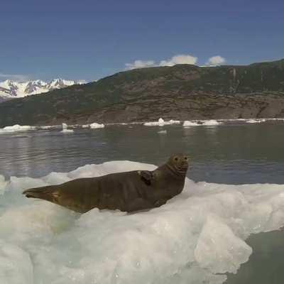 🔥 Seal sleeping on an iceberg getting startled by a kayaker 🔥