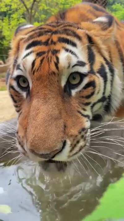 Cute tiger drinking water