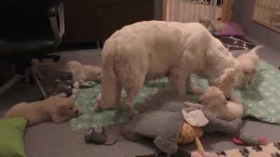 Mom Dog teaches her 8 weeks old puppies to be calm...