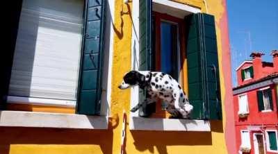 Dog in Italy. Created using Sora