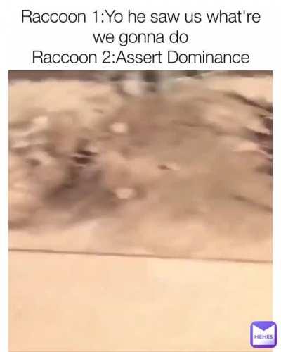 Raccoon>human