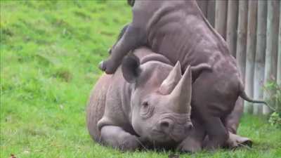 This baby rhino annoying his mother