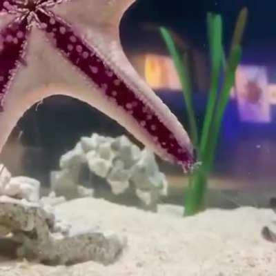 Starfish walk