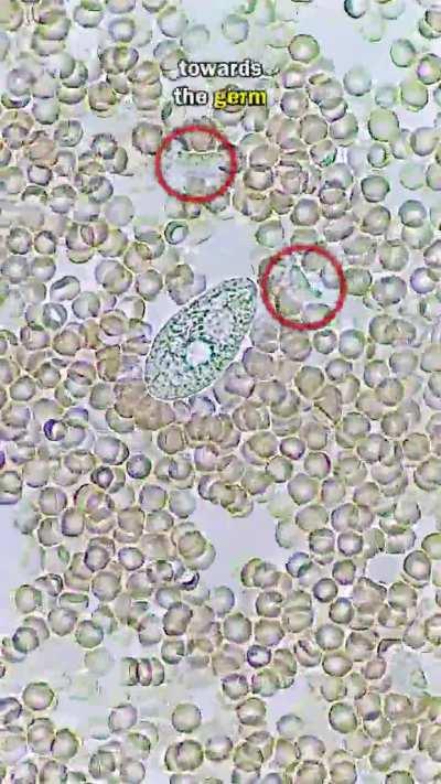 Whiteblood cells fighting germs in human blood