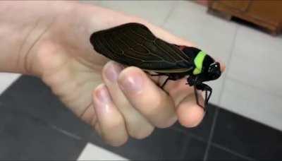 This cicada looks like a toy