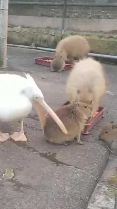 A pelican tries and fails to eat a capybara