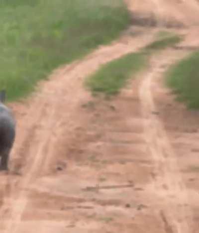 Rhino zoomies