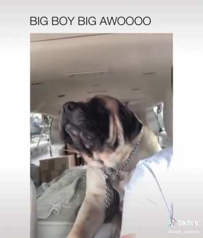 Big awoooo!