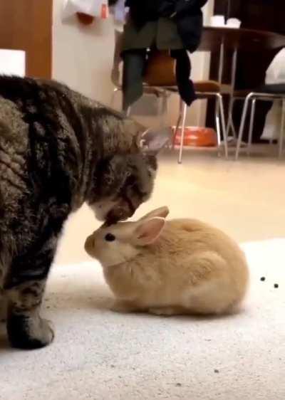 cat and rabbit