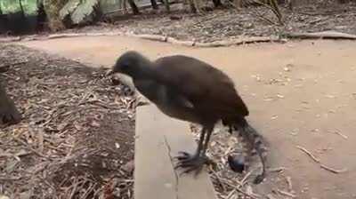 The Australian Lyrebird has an incredible mimicking skill. Not only can they mimic almost any species, they also can mimic any sound they hear. This one sounds like a video game. The sounds are most likely construction tools, video recorder, and camera cl