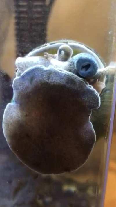 🔥 This pond snail eating (crossposted from aquarium)