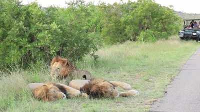 A lion greeting his brother at Kruger National Park, South Africa