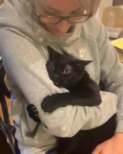 Cat requires a hug