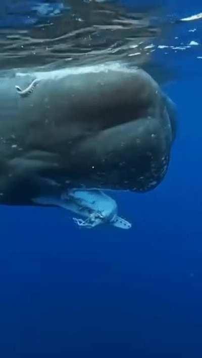 The most titanic predator-prey conflict on the planet has never been observed by human eyes. Sperm whales hunt for giant and colossal squids in the deep sea abyss, but we only get rare sightings of the aftermath like this.