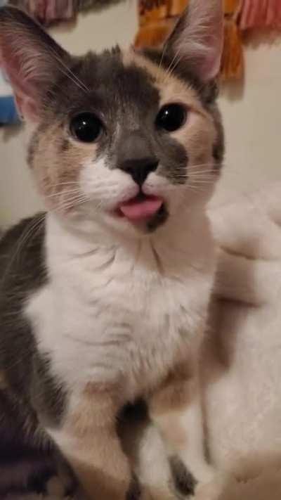 Blep mode: Activated