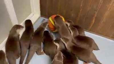 Just a friendly game of Otterball.