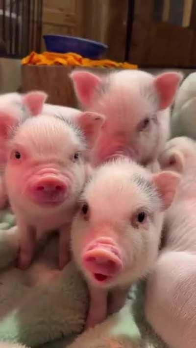 Happy piglets living in a sanctuary farm