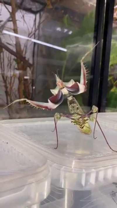 The devil's flower mantis, one of the largest species of praying mantises