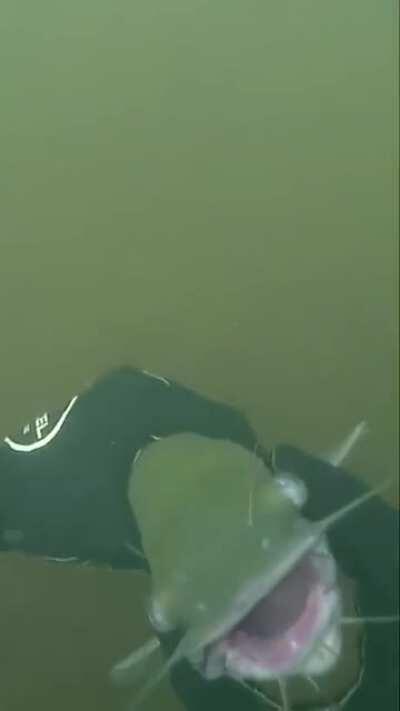 Guy is unhooking fish under water