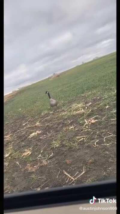 Geese follows man