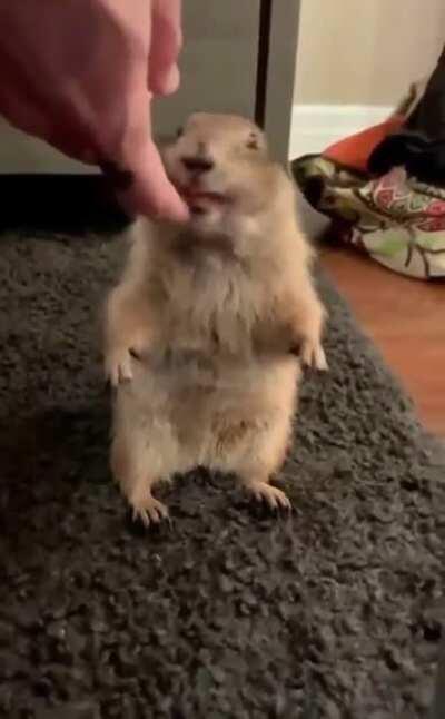 Prairie dog lovin' the scritchies