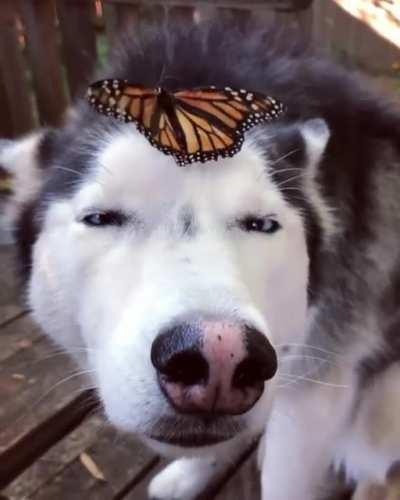 A buttefly landed on her nose and looks so cool!