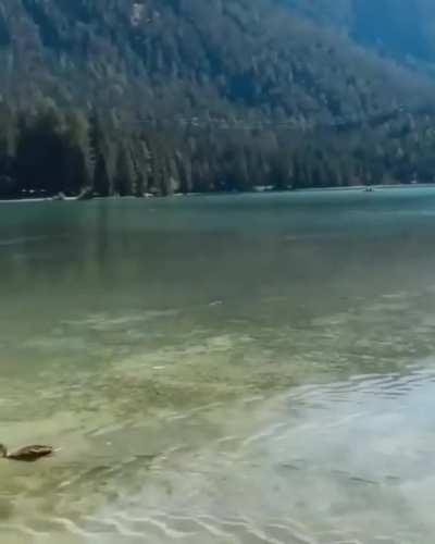 Oh, to be a cute duck swimming in Northern Italy