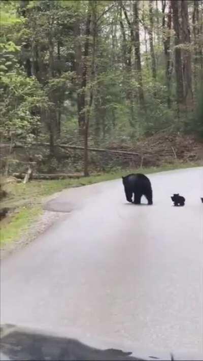 🔥 Black Bear making sure all her cubs cross the road safely 🔥