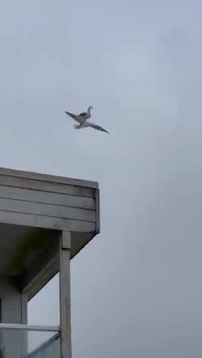 This seagull riding around on their friend’s back