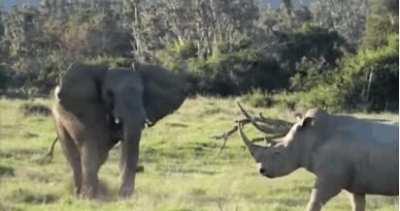 Elephant diverts the attention of an attacking Rhino by throwing a stick; Kruger National Park, South Africa.