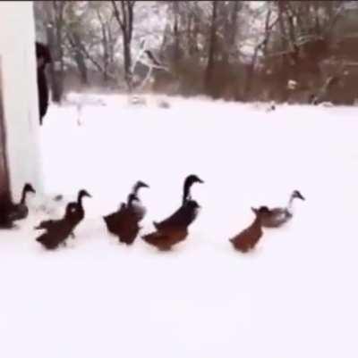 when the ducks meet cold weather